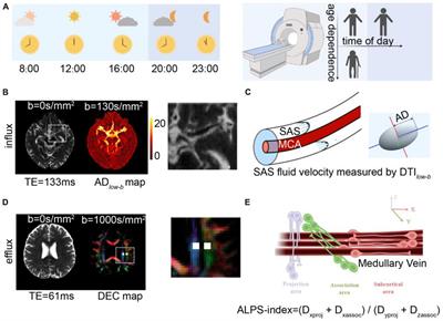 Age- and time-of-day dependence of glymphatic function in the human brain measured via two diffusion MRI methods